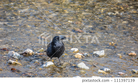 Hermopotus glass Hermopotus glass 111397139