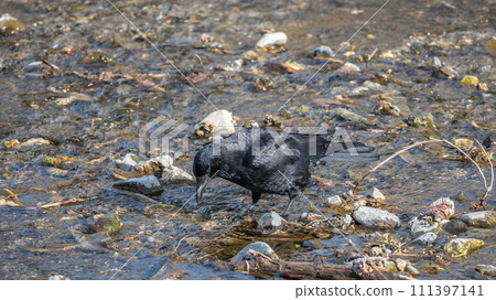 Hermopotus glass 111397141