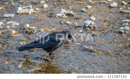 Hermopotus glass 111397142