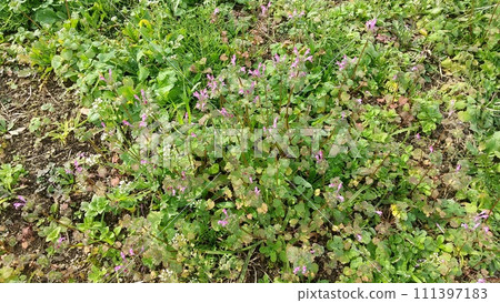 Hotokenosa flowers Hotokenosa flowers 111397183