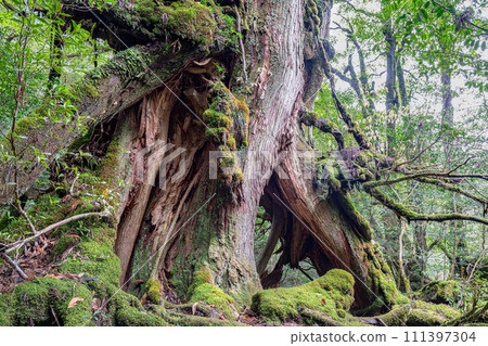 Yakushima Shiratani Unsuikyo Forest (November) Yakusugi where a god with strong vitality dwells 111397304