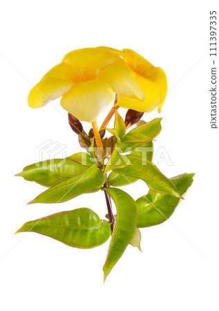 Yellow flowering Mandevilla Yellow flowering Mandevilla 111397335