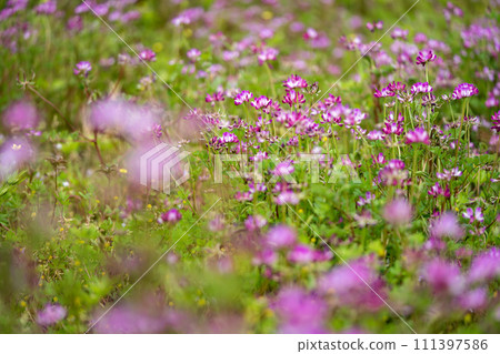 Astragalus grass growing in clumps 111397586