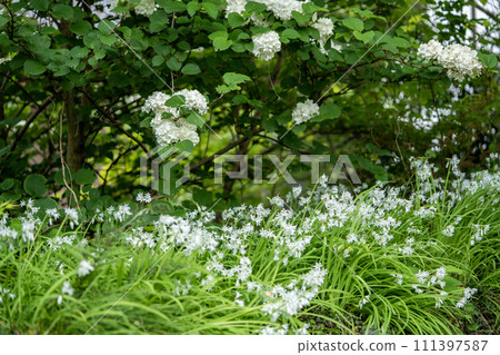 Otemari 和蔥屬 Trichetrum 花 Otemari 和蔥屬 Trichetrum 花 111397587