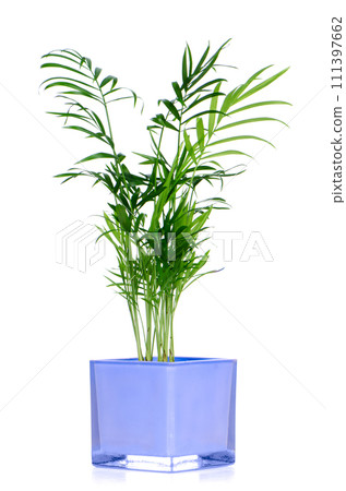 Houseplant Houseplant 111397662