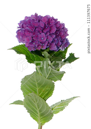 Lacecap Hydrangea (macrophylla normalis) 111397675