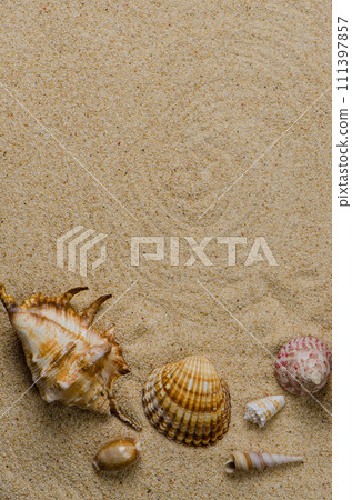 Sea shells 111397857