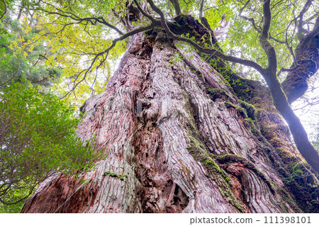 Kigensugi: Yakushima's popular giant Yakusugi tree (winter) 111398101
