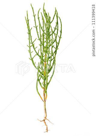 Fresh marsh samphire Fresh marsh samphire 111399418