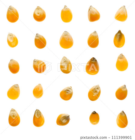 Set of corn beans Set of corn beans 111399901