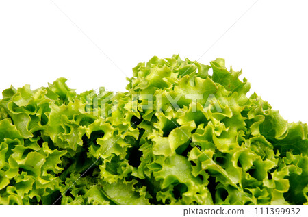 Lettuce salad leaves Lettuce salad leaves 111399932