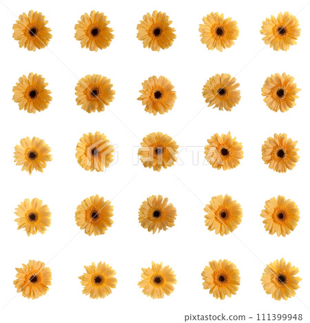 Yellow gerbera flowers 111399948