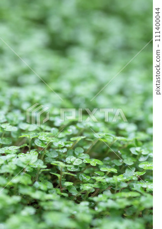 Soleirolia 葉子和雨滴 111400044