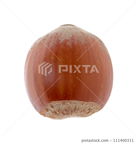 Hazelnut 111400311