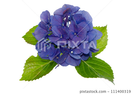 Lacecap Hydrangea 111400319