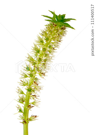 Eucomis flower Eucomis flower 111400517