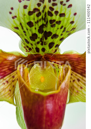 Close up of orchid (Paphiopedilum Maudiae) Close up of orchid (Paphiopedilum Maudiae) 111400542