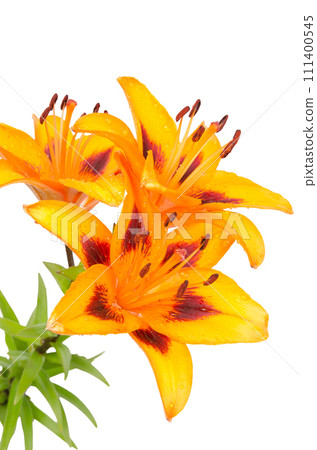 Orange lily flowers 111400545