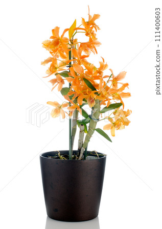 Beautiful orange dendrobium flowers 111400603