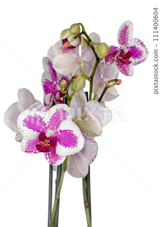 Purple orchid flower 111400604