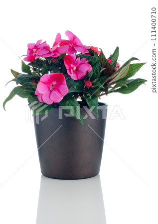 Beautiful pink impatiens flowers 111400710
