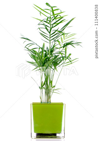 Houseplant Houseplant 111400838
