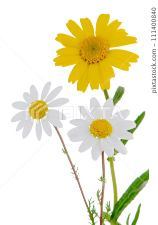 Daisy flowers Daisy flowers 111400840