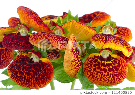 Closeup of yellow and red calceolarua flowers Closeup of yellow and red calceolarua flowers 111400850