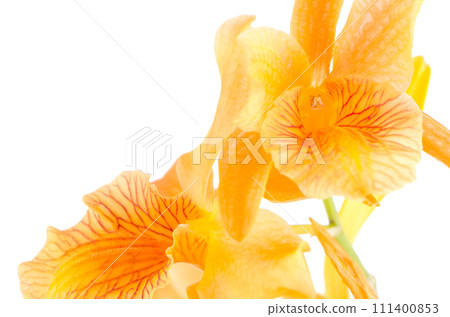 Closeup of orange dendrobium flowers Closeup of orange dendrobium flowers 111400853