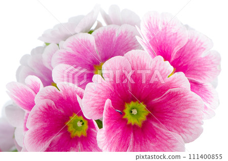 Closeup of pink primrose flowers Closeup of pink primrose flowers 111400855
