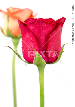 Rose flowers Rose flowers 111400863