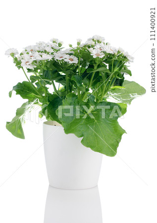 Blooming beautiful white flowers Blooming beautiful white flowers 111400921