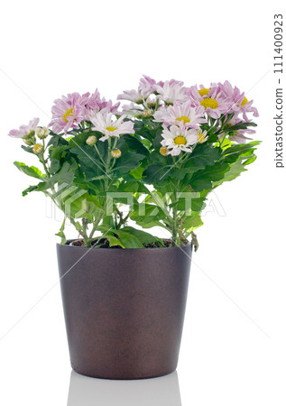 Beautiful Chrysanthemum flowers 111400923