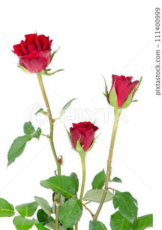 Bunch of velvet red roses 111400999
