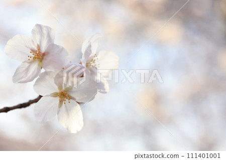 櫻花9059 櫻花9059 111401001