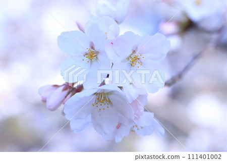 櫻花9136 櫻花9136 111401002