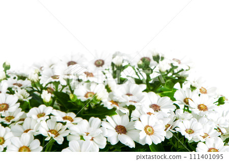 Beautiful Chrysanthemum flowers 111401095