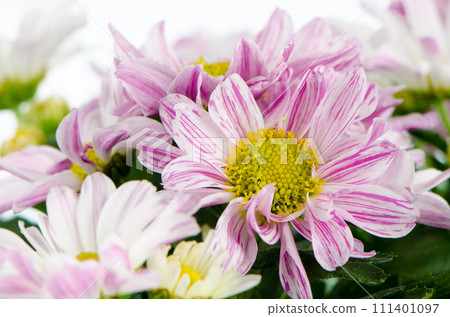 Beautiful Chrysanthemum flowers 111401097