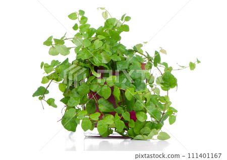 Houseplant 111401167
