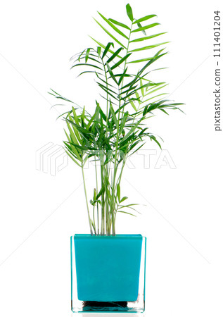 Houseplant 111401204
