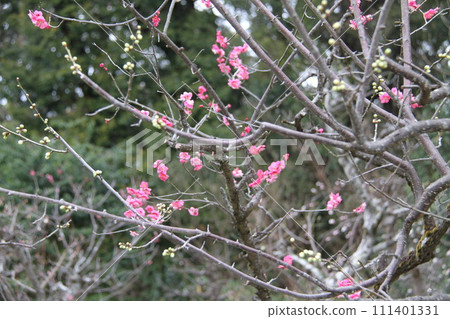 大阪高槻上宮天滿宮的梅花香氣 111401331