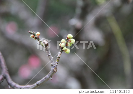 大阪高槻上宮天滿宮的梅花香氣 大阪高槻上宮天滿宮的梅花香氣 111401333