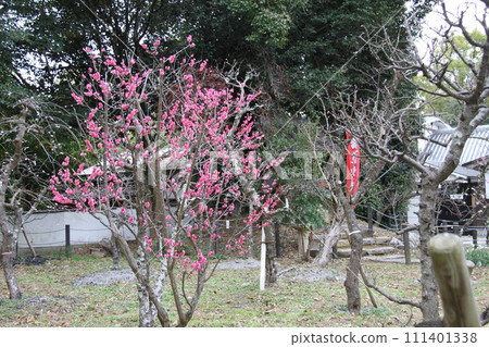 The scent of plum blossoms at Jogu Tenmangu Shrine in Takatsuki, Osaka 111401338