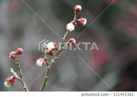 大阪高槻上宮天滿宮的梅花香氣 111401381