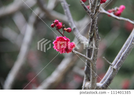 The scent of plum blossoms at Jogu Tenmangu Shrine in Takatsuki, Osaka The scent of plum blossoms at Jogu Tenmangu Shrine in Takatsuki, Osaka 111401385