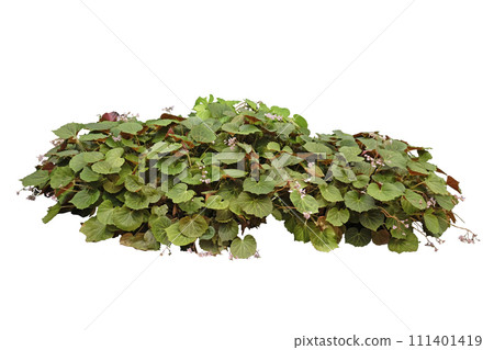 Pink Begonia Bush 111401419