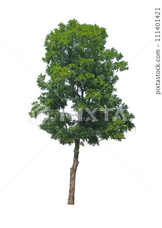 Indian cork tree (Millingtonia hortensis) 111401421