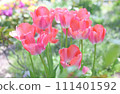 盛開的紅色鬱金香 111401592