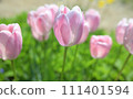 粉紅鬱金香場 111401594