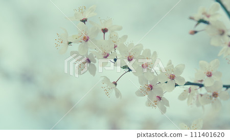 Blossom Plum Tree. White Cherry Plum Tree Blossom In Park. Romantic Background Of Spring. Blossom Plum Tree. White Cherry Plum Tree Blossom In Park. Romantic Background Of Spring. 111401620